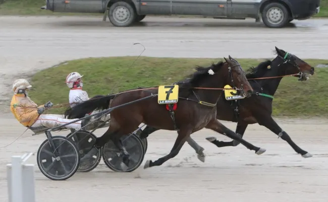 Ippica, all’Ippodromo Snai La Maura Bullo Gec vince 'a tavolino' il Premio Glow di Jesolo