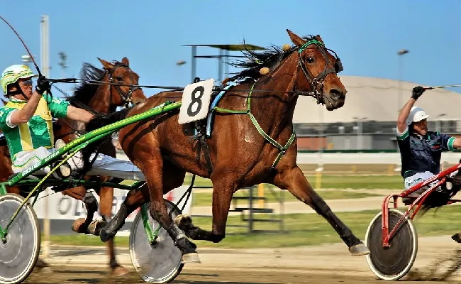 Ippica, Betflag: dodici cavalli in pista per il Gran Premio Locatelli