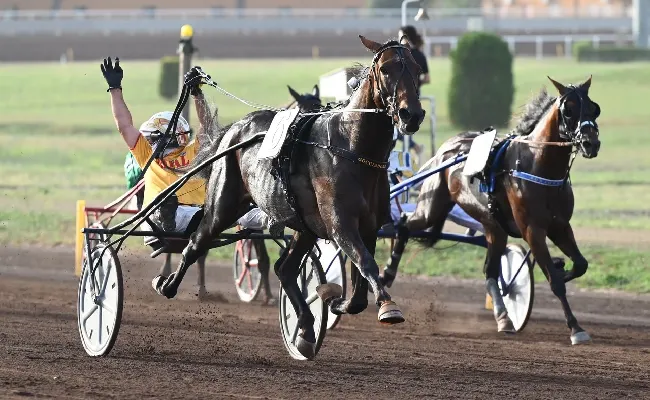 Ippica, in pista al Della Maura per il Gran Premio Encat su Betflag