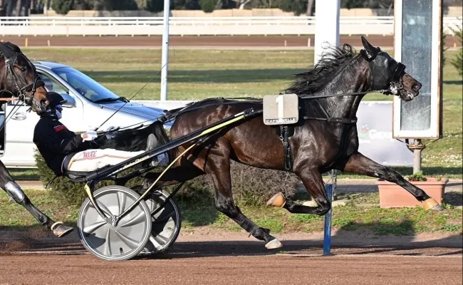 Ippica, Capannelle: sabato 11 marzo al trotto, il cavallo di Nikola Jokic al via nel Premio Adrian Chip