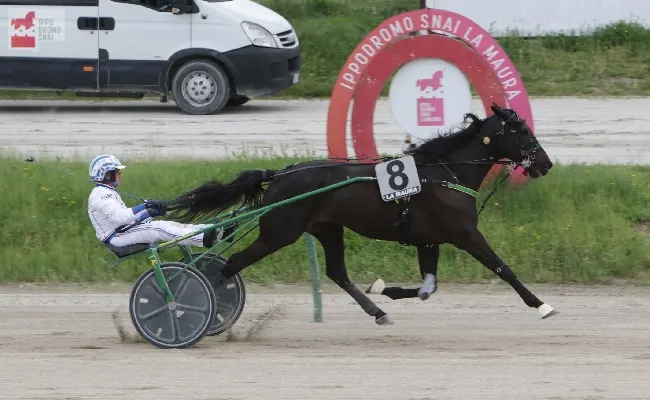 Ippica, all’Ippodromo Snai La Maura di Milano il ricordo di William Casoli è più vivido grazie alla bella vittoria di Coltwine di Casei