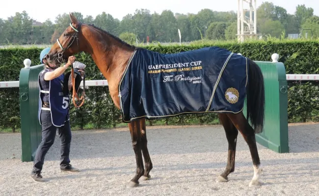 Ippica, all’Ippodromo Snai San Siro è ancora Jarif a vincere. Il Premio Milano UAE President Cup dei purosangue arabi