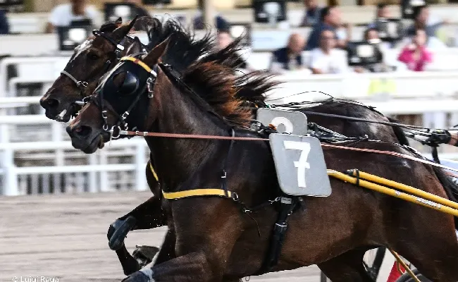 Ippica, Ippodromo Cesena trotto: resoconto delle corse di venerdì 28 luglio 2023