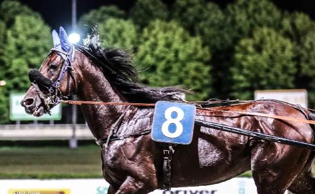 Fieracavalli: tornano allevatori trotto con Anact
