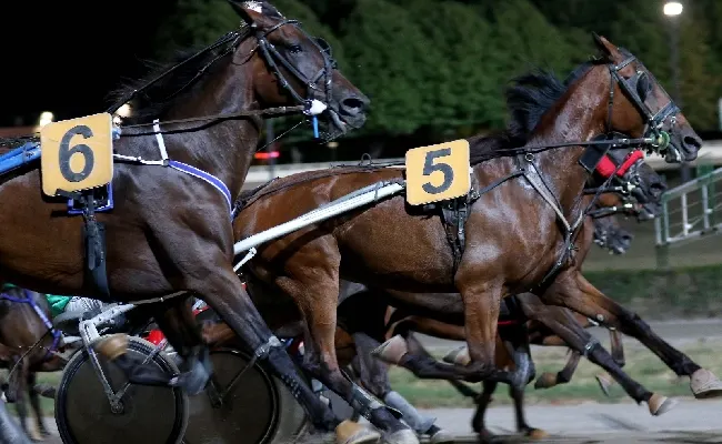 Ippica, Ippodromo Cesena Trotto: presentazione delle corse di sabato 20 luglio, in programma il "Premio Italian Racetracks in the world"