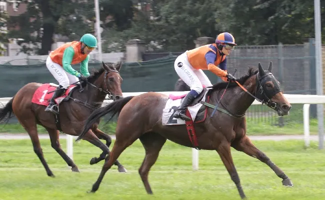 Ippica, domenica di grande galoppo all’Ippodromo Snai San Siro con il Gran Criterium e il Premio Dormello