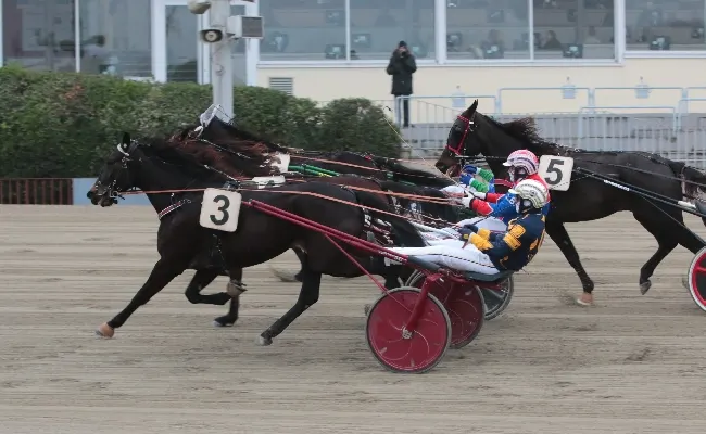 Ippica, Ippodromo Arcoveggio di Bologna: domenica 12 gennaio sette corse con inizio alle 14:20