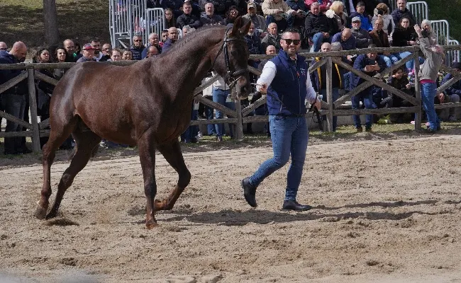 Ippica e allevamento: successo per la presentazione degli stalloni organizzata dall'agenzia Asvi al centro di Su Padru-Ozieri