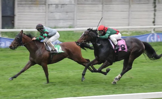 Ippica, all'Ippodromo Snai San Siro il lunedì 'tecnico' di galoppo premia Alburno nel Premio Falbrav mentre Martin The Saxon e Dandy Sands vincono i due handicap per i Premi Maslogarth e Po