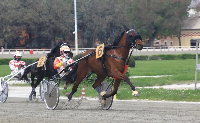 Ippica, all’ippodromo di Bologna, giovedì 17 aprile: otto corse di qualità, Atik Dl atteso nel clou