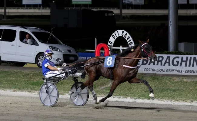 Ippica, Ippodromo di Cesena: sabato 2 agosto spettacolo in pista con il Gran Premio Calzolari e il Panathlon Club di Cesena