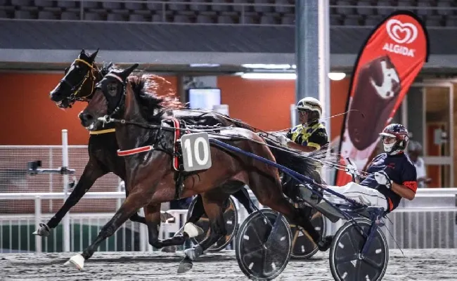 Ippodromo di Cesena: venerdì 29 agosto, Flicka super favorita nella Tris. Corse dalle 21
