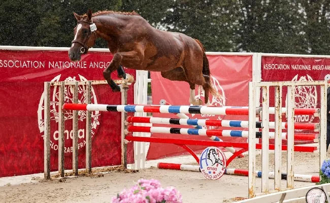 Ippica, l'anglo arabo sardo Guadalquivir vince in Francia nella Grande Semaine de Pompadour e parteciperà alla vetrina di Completo durante il Campionato del Mondo in Francia
