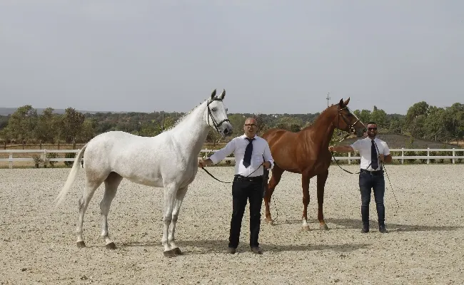 Allevamento e sport equestri: a Tanca Regia il 63esimo Premio Regionale Sardo per oltre 150 puledri di 3 anni organizzato dall'Asvi