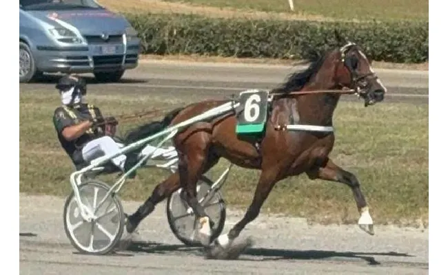 Ippica, Ippodromo dei Sauri: Domenico Zizzi vince il Campionato delle Stelle 2025