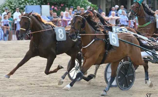 Ippica, Ippodromo di Bologna: mercoledì 15 ottobre otto corse con TQQ