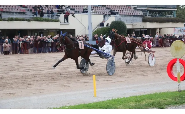 Ippica, Ippodromo di Bologna: vincitori classici e ottimi puledri protagonisti giovedì 27 novembre. Convegno di sette corse dalle 15:30