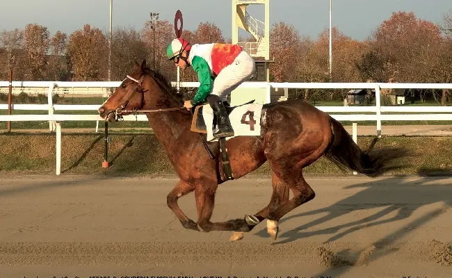 Ippica, pista in sabbia a Milano: buona la 'prima' all'Ippodromo Snai San Siro. Nella riunione della domenica di Sant'Ambrogio grande soddisfazione degli addetti ai lavori e dei fantini, in pista brilla My Little Niece