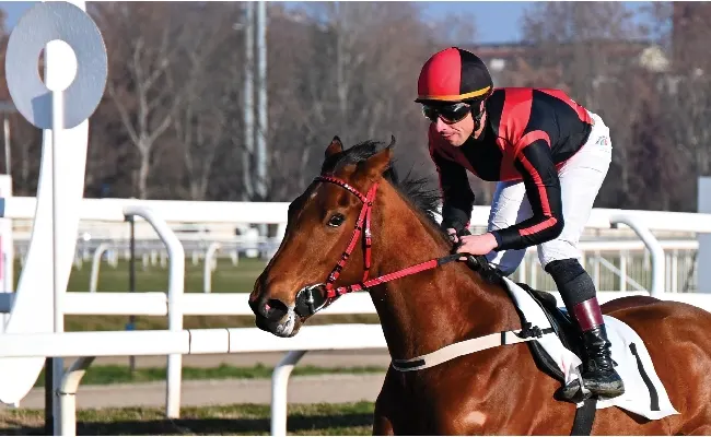 Ippica, Ippodromo Snai San Siro: Parsifal vince la prova maiden nel mercoledì post Epifania