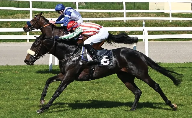 Ippica, Ippodromo Snai San Siro: galoppo, Grand Son of Dark vince il Premio Gardone e Kebrilla splende nel Seregno