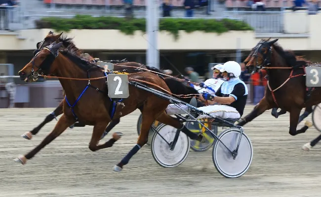 Ippica, Ippodromo di Bologna: giovedì 14 maggio, top driver e soggetti eccellenti sotto le Due Torri. Otto corse dalle 14:55